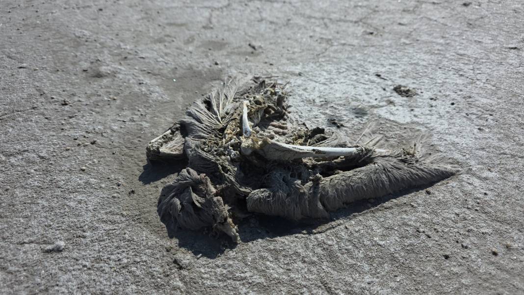 Konya’nın flamingo cennetinden acı haber 2